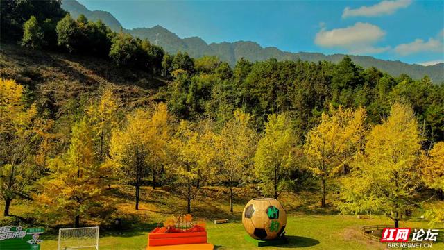 岁暖时刻丨去桐子坳走走：让银杏叶落在肩头，让百年古树的皱纹蹭过掌心