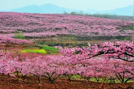 枣阳百公里桃花长廊描绘最美春色图片