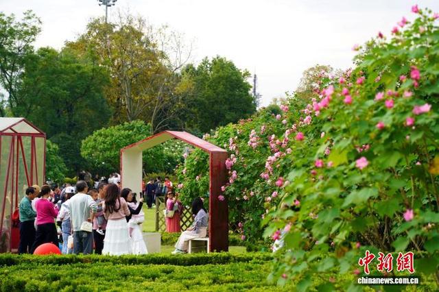 成都天府芙蓉园花开满园：吸引市民游客簇拥赏花拍照