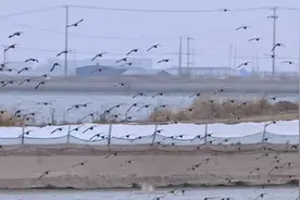 江苏如东现“鸟浪”奇观图片