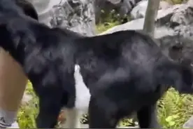 拍客丨母羊屡次悲鸣求助过路人 游人循声而至救下被困石缝的羊羔图片