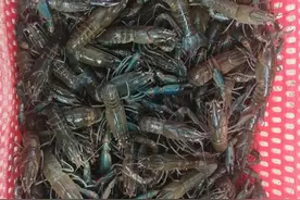 韶关浈江乐园镇：小池塘“养”出致富路，澳洲龙虾“火爆”上市图片