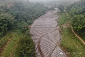 小花糯冬种正忙时 “冬闲田”变“增收田”图片
