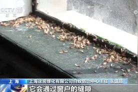 家白蚁进入繁殖活跃期 如何预防灭杀白蚁？这份建议请收好图片