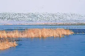衡水湖鸟类“朋友圈”频频扩容的背后图片