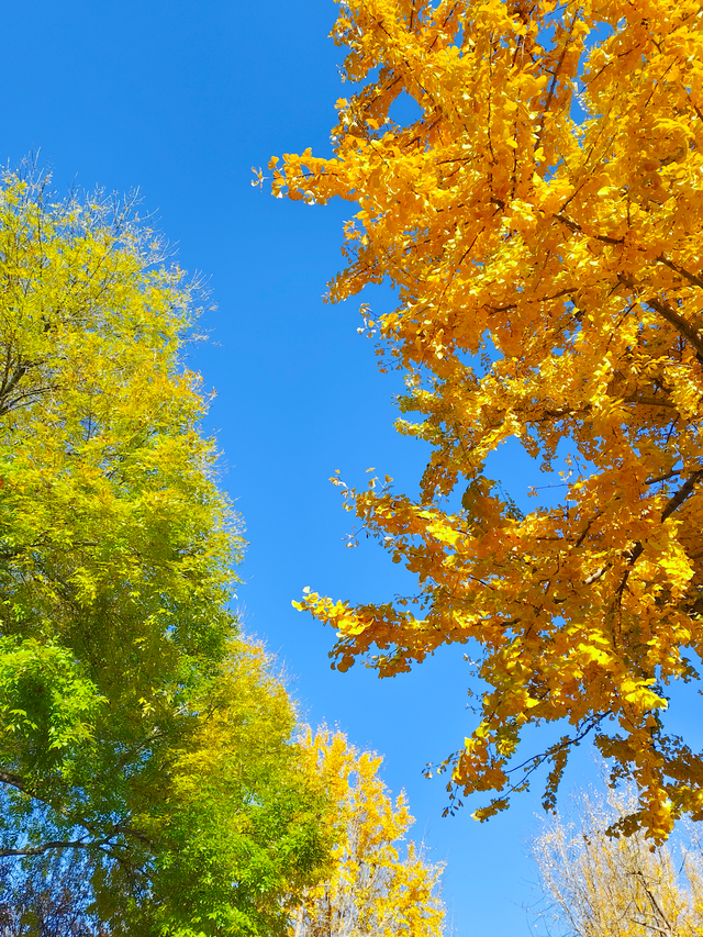 湖畔柳色依旧，陶然亭公园风景正好