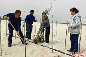 新疆“当代愚公”：沙海中41载“凿”34公里“绿色长城”图片