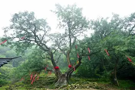 关于树，你不知道的事图片