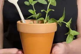 阿联酋迪拜公司开发出世界首款可种植餐具图片