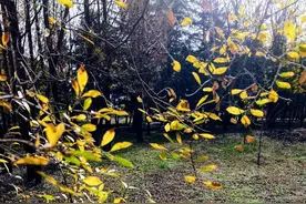 众拍 | 秋天，是春天的倒叙图片