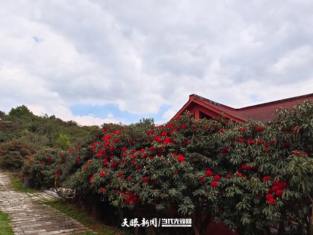 春山爽居 花海畅游|在阿西里西邂逅千年杜鹃