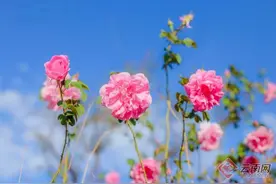 追风逐花 爱在大理 | 洱海东岸，采撷一朵大马士革玫瑰的芬芳图片