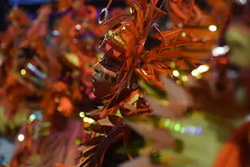 （外代一线）里约狂欢节掠影图片