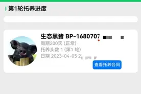 认养黑猪返利20%？“庞博集团”传销案始末：披着农业外衣的资金陷阱图片