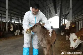 世界首例克隆西藏牛诞生图片