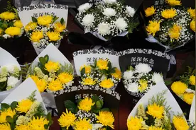 青山不语花为信 清明新风拂思茅图片