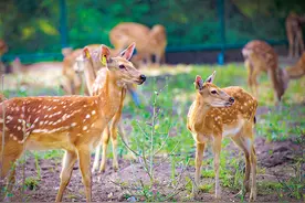 瞭望 | 宜业：传统鹿乡致富有“鹿”图片