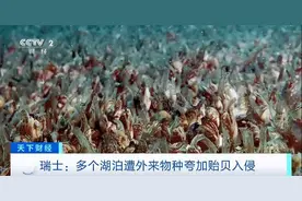 瑞士多个湖泊遭外来物种夸加贻贝入侵 生态系统与基础设施遭破坏图片