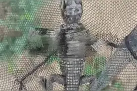 小清河滨州段出现小鳄鱼，律师：随意放生涉嫌违法图片