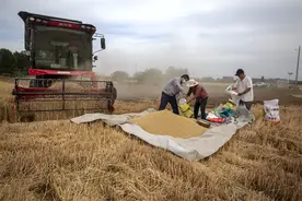 开镰啦！邯郸复兴区6100多亩小麦陆续进入成熟期图片