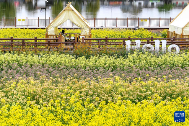 陕西汉中：金色花海里的农文旅融合新图景