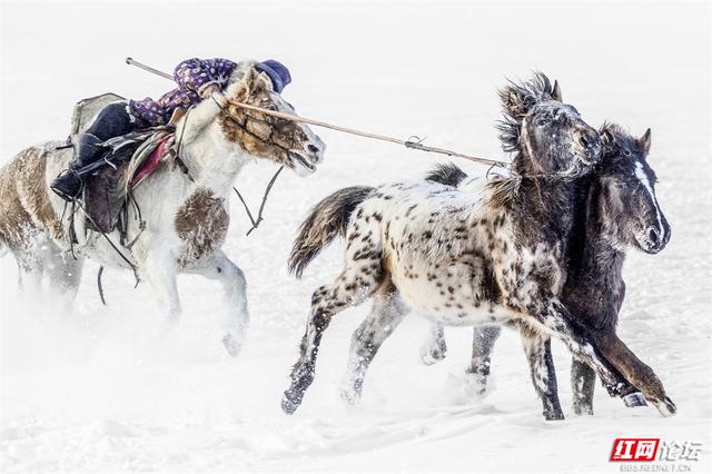 跟着网友游内蒙古丨雪线之上，生活如歌