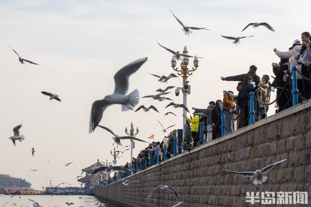 栈桥赏鸥已开始进入最佳观赏期！