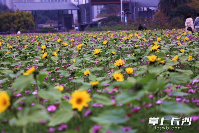省植物园世界名花广场浪漫花海等你来打卡