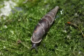 “钉螺”出没花盆？莫慌！ | 园艺“门诊”图片