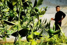 “南橘北种”结蜜果，即墨冰糖金橘进入成熟采摘期图片