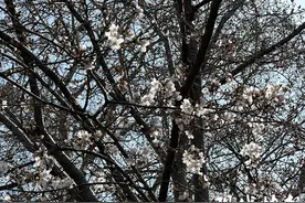 鸡鸣寺迎来“赏樱”小高峰，交警建议最好绿色出行图片
