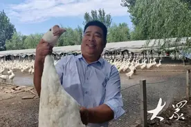 鹅声嘹亮，收入高涨！ 阳信肉鹅养殖成规模图片