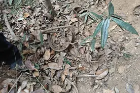 走野路去北高峰，上海游客踩中野猪夹，被救时还淡定拍照图片