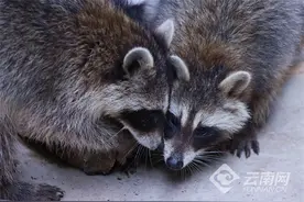 萌宠入驻迎客来！昆明青龙峡景区焕新亮相图片