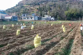 兴仁市新龙场镇：人勤春来早 百亩香芋采收忙图片