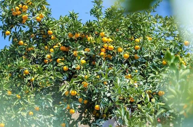 抓住杭州秋天的尾巴，我们和听友在建德度过了一个完美的周末！