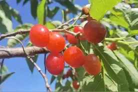 五一寻味凉山！在喜德邂逅樱桃红与茶香绿  开启田园之旅图片