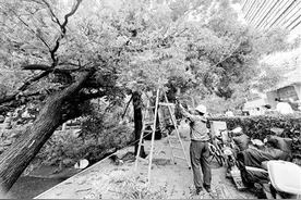 疾风骤雨致北京多地树木倒伏 北京市园林绿化局组织抢险人员紧急清运图片
