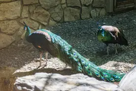 北京动物园“上新” 啦！猜猜都有哪些动物朋友?图片