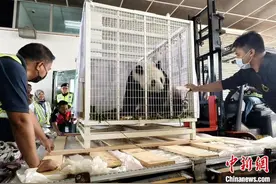 中国旅马大熊猫“福娃”“凤仪”启程回国图片