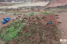 野猪“躲猫猫”，“赏金猎人”在西吉进退两难图片