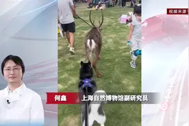 异宠难养不“易”宠 文明安全绳如何牵牢图片