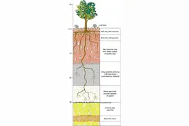 树上真能长金子？！有人已经在靠它赚钱了图片