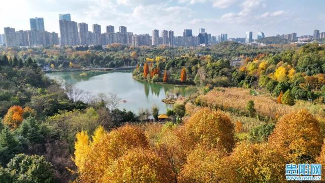 这含“金”量，不摆啦！贵阳的秋天，谁懂？