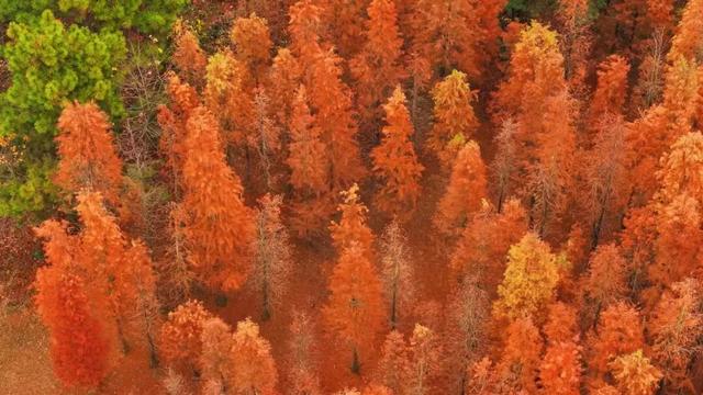 把冬天拍成油画！上饶这片水杉林，氛围感直接拉满
