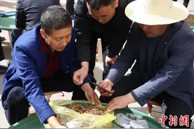青海冬虫夏草上市 鲜草按根销往多地市场图片