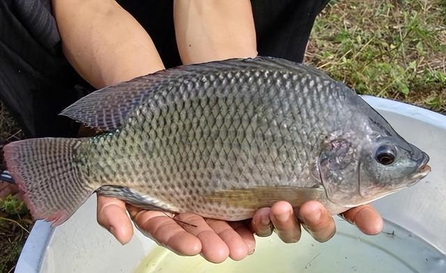 烧伤后喝花胶能帮助皮肤生长吗 2026年烧伤后喝花胶能帮助皮肤生长吗图