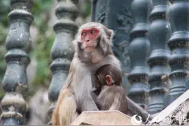 河池凤山：野生猕猴忙“撒欢”图片