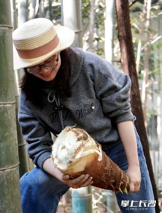 石燕湖景区：游客上山挖笋，笑称“最接地气”