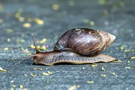 广东在雨后出现不少巴掌大蜗牛 不要摸！不要吃！图片